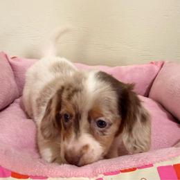 Jasmine - Dapple female Dachshund puppy in Magnolia, Texas from Carrie’s Countryside Dachshunds
