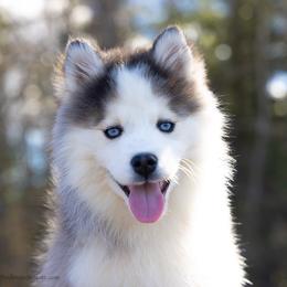 Lyric - Black and white male Pomsky puppy in Moultonborough, New Hampshire from Foxfire Arctic Spitz