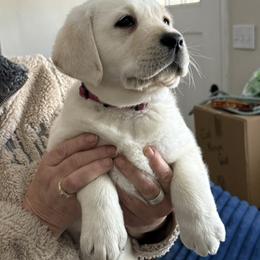 Bell - Yellow female Labrador Retriever puppy in Virginia Beach, Virginia from Viklan Labradors