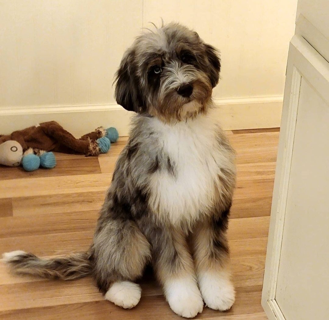 Sylvie - Bernedoodle