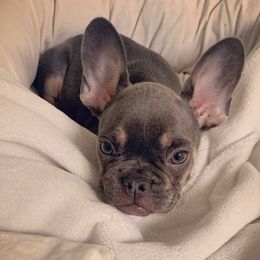 French Bulldog Puppies from Feliciano Frenchies