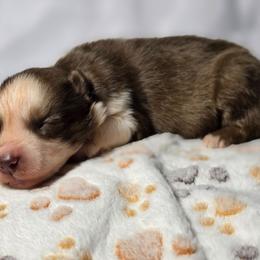 Maki - Red and white female Siberian Husky puppy in Buckeye, Arizona from Anime Huskies