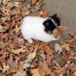 Pomeranian Puppies from REONE GHEEN