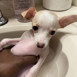 Chihuahua Puppies from Pittsburgh Paw Prints