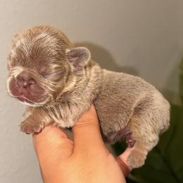 French Bulldog Puppies from Infinity French Bulldogs