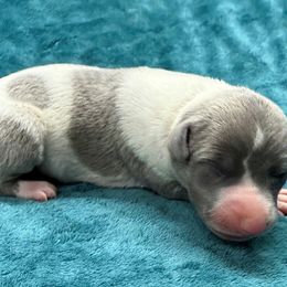 Fuchsia - White and blue brindle female Whippet puppy in Gentry, Arkansas from Mardel Robeson of Mulberry Hollow Whippets