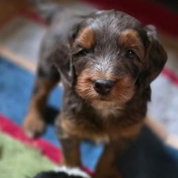 Moosey - Tri-color male Bernedoodle puppy in Blanco, Texas from Texas Hill Country Sheepadoodles & Bernedoodles