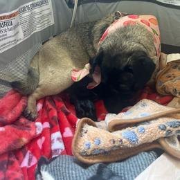 Black boy 1 - Black male Pug puppy in Onalaska, Washington from Cupid’s Pugs
