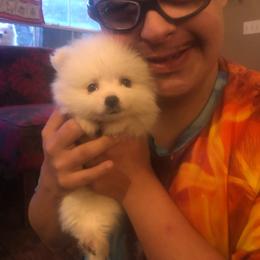 Garfunkel - White male American Eskimo Dog puppy in Squaw Valley, California from Bear Mountain