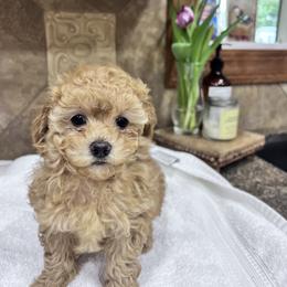 Maltipoo Puppies from Jessica's Maltipoos