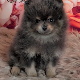 Louis Vuitton - Blue and tan male Pomeranian puppy in Fultonville, New York from Sandy Aussies & Pomeranians