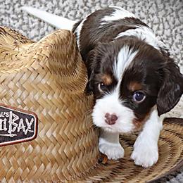 Dreamcatcher Tri - Chocolate male Cavalier King Charles Spaniel puppy in Gulfport, Mississippi from Gulf Coast Cavaliers