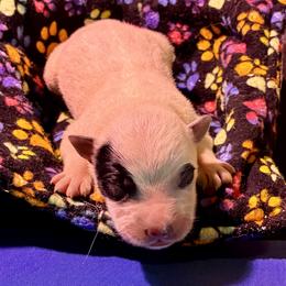 L66-03 - Blue male Australian Cattle Dog puppy in Sheridan, Oregon from 6pk Cattledogs