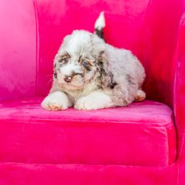 Aussiedoodle, Bordoodle, Goldendoodle, and Sheepadoodle Puppies from Crooked Creek Doodles and Poodles