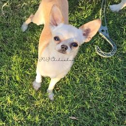 Lenny - Cream male Chihuahua puppy in El Paso, Texas from JVJ Chihuahua