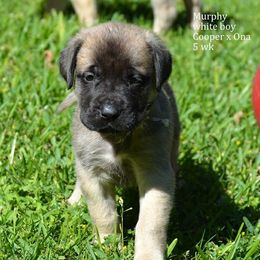Australian Shepherd, Mastiff, and Miniature American Shepherd Puppies from Ashber Farm