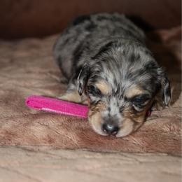 Aurora - Dapple female Dachshund puppy in Carrollton, Georgia from Ivey farm dachshunds