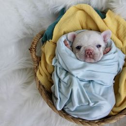 French Bulldog Puppies from Brandi Alsip