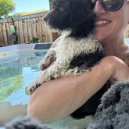 Lagotto Romagnolo Puppies from Anna’s Lagottos