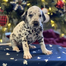 Boy 1 - Dalmatian puppy in Knoxville, Arkansas from K2 Dalmatians
