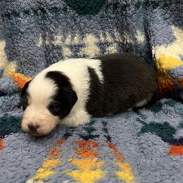 Rita - Black tri-color female Australian Shepherd puppy in Sedalia, Missouri from Affinity Aussies