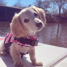 Dachshund Puppies from Cajun Pawfection