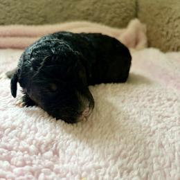 July - Phantom female Bernedoodle puppy in Rochester, Massachusetts from Harmony Hill Doodles