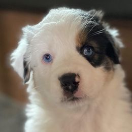 Devi - Australian Shepherd puppy in Polson, Montana from Whiskey River Aussies