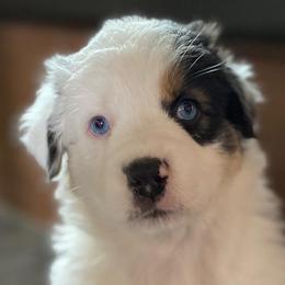 Devi - Australian Shepherd puppy in Polson, Montana from Whiskey River Aussies