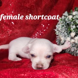Winter - Cream and white female Chihuahua puppy in Attleboro, Massachusetts from Treasured Hearts Chihuahuas