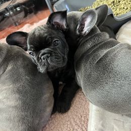 French Bulldog Puppies from Divine Crown French Bulldogs