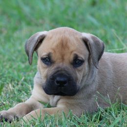 Purple - Brown female Boerboel puppy in Shawnee, Oklahoma from TXT Boerboels
