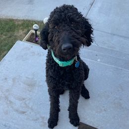 Goldendoodles from Cornerstone Goldendoodles and Kennels