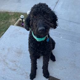 Goldendoodles from Cornerstone Goldendoodles and Kennels