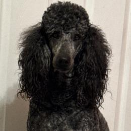 Poodles from Naynay’s poodles