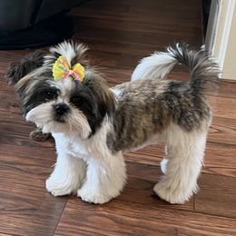 Kira - Shih Tzu