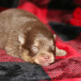Coco - Chocolate and tan female Pomeranian puppy in Bremen, Indiana from AMS Pomeranians and Pomskies in Indiana