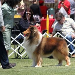 Borzois and Collies from Kaigans K9s