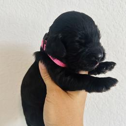 Light Pink - female Golden Mountain Doodle puppy in Leander, Texas from Olive Grove Doodles