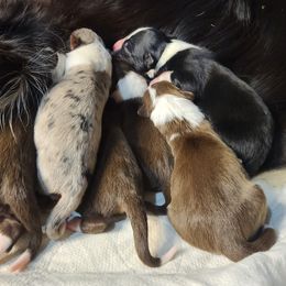 Border Collie Puppies from Harmonie 21 Border Collies