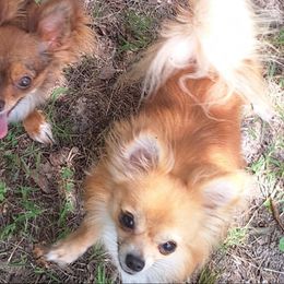 Yogi - Chihuahua