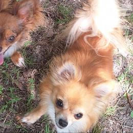 Yogi - Chihuahua