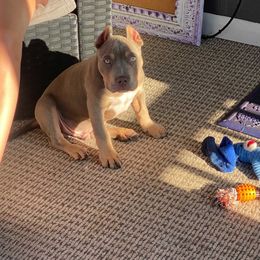 American Bully Puppies from Blueday Kennel