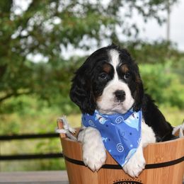 Boy 1 - Black white and tan English Springer Spaniel puppy in Jamestown, Kentucky from Waterworks Springers
