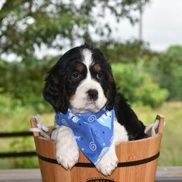 Boy 1 - Black white and tan English Springer Spaniel puppy in Jamestown, Kentucky from Waterworks Springers