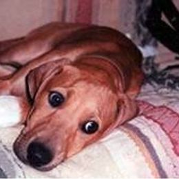 "Fada Faranda Bohemia (imp Czech Republic)" Azawakh Puppies from Kel Simoon Azawakh