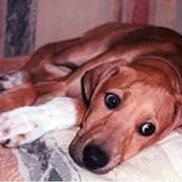 "Fada Faranda Bohemia (imp Czech Republic)" Azawakh Puppies from Kel Simoon Azawakh