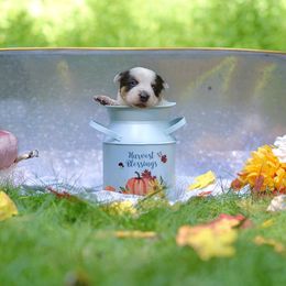 Australian Cattle Dog Puppies from Intermountain Australian Cattle Dogs