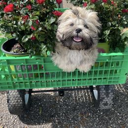 Shih Tzu Puppies from Dollface Dollie Shihtzus