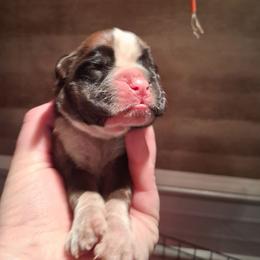 Girl 2 - Fawn female Boxer puppy in Pikeville, Kentucky from Boxers of Whispered Wishes